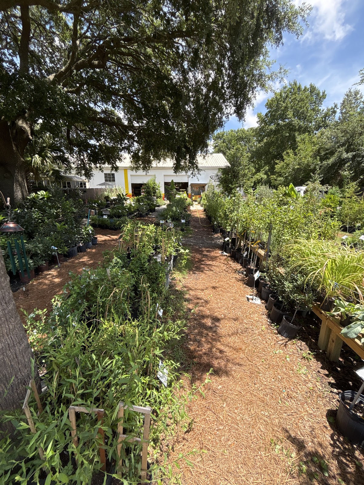 Roots and Shoots Nursery