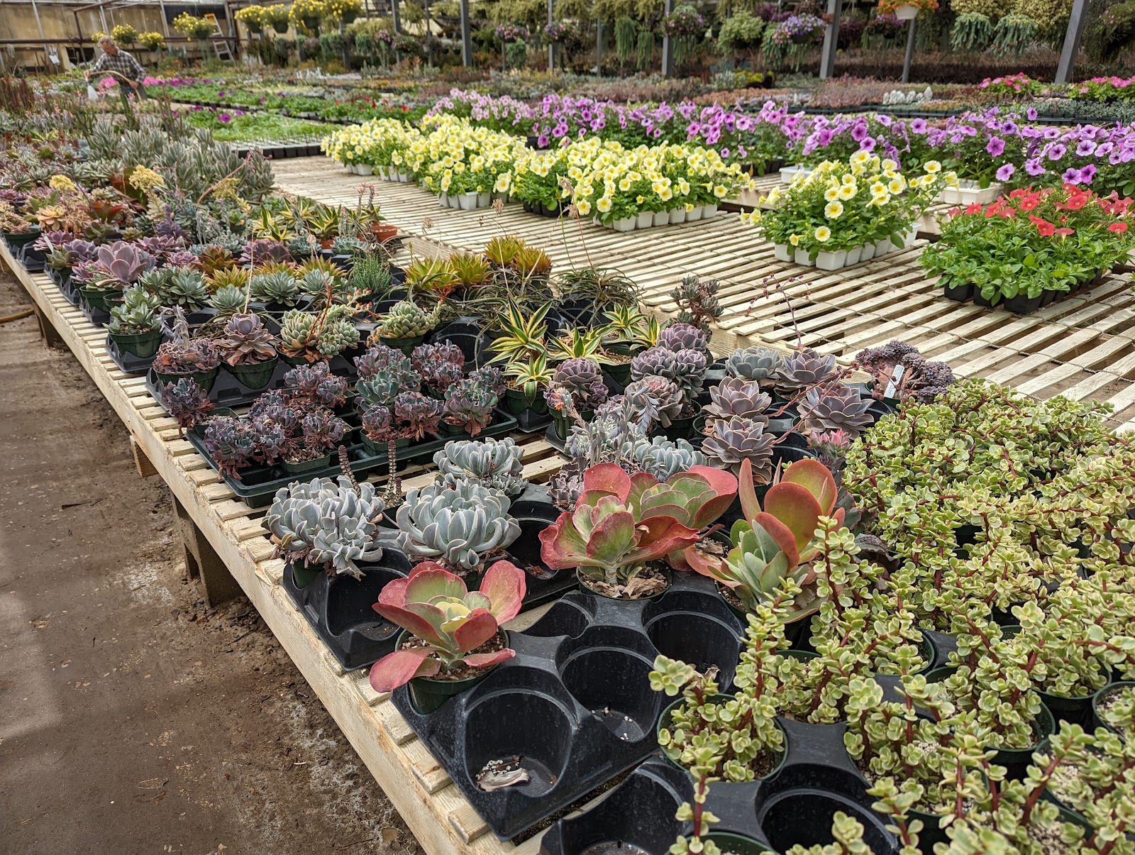 Roseacre Greenhouse