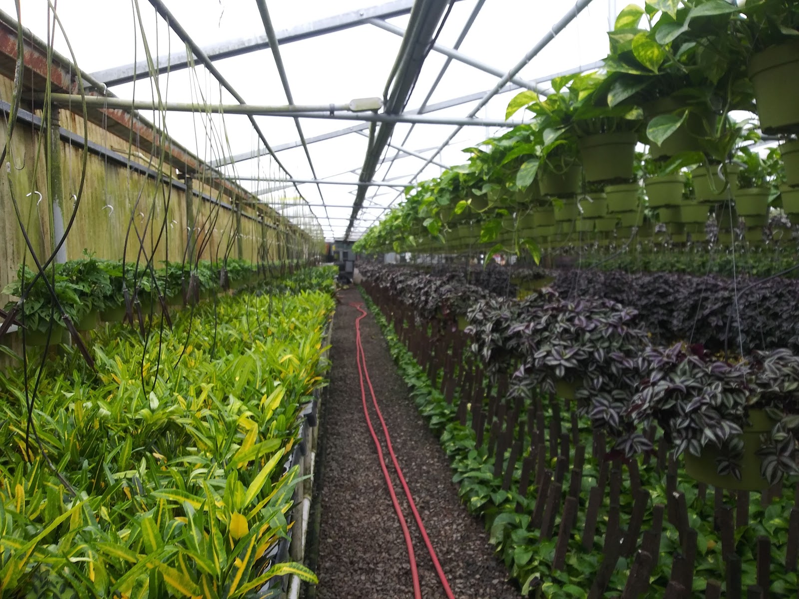 Rote Greenhouses, Inc.
