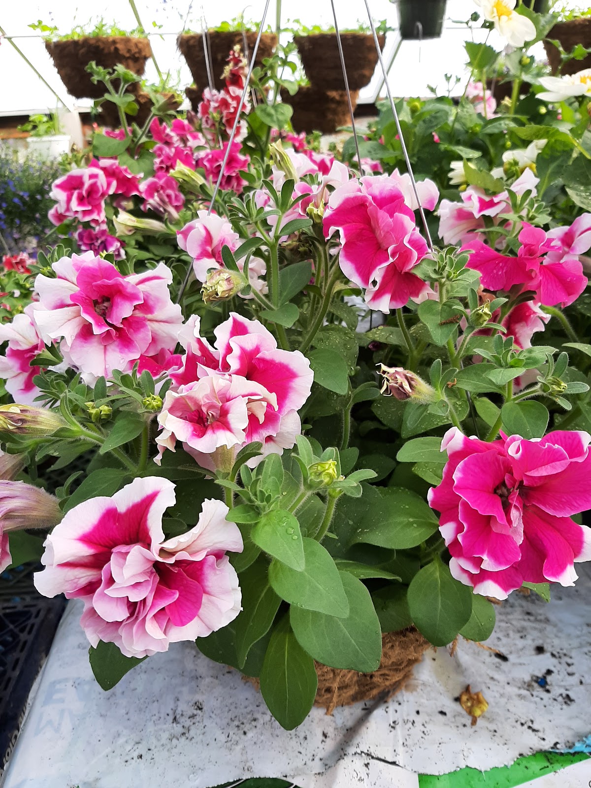 Roza Farms & Greenhouse