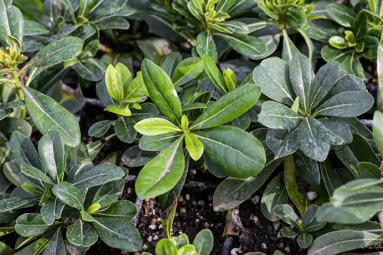 S & S Plant Growers