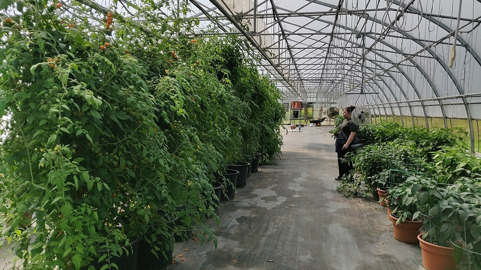 Sailer's Greenhouse