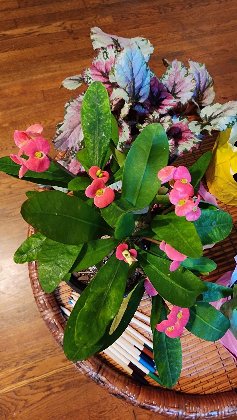 Saint George Plant House