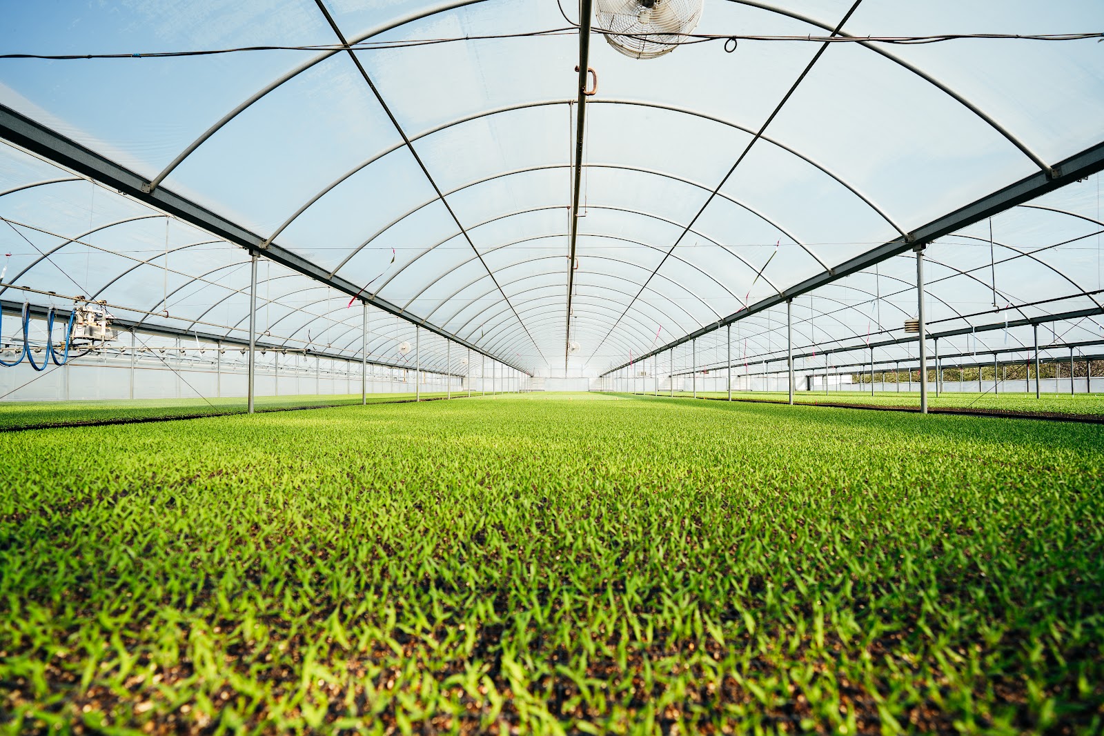 Salinas Nursery Transplants