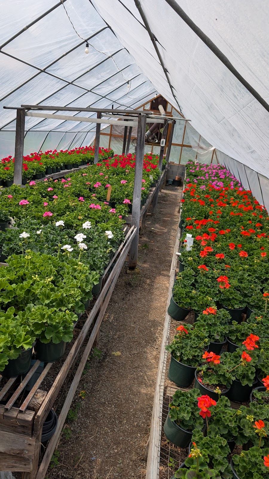 Sams Greenhouse