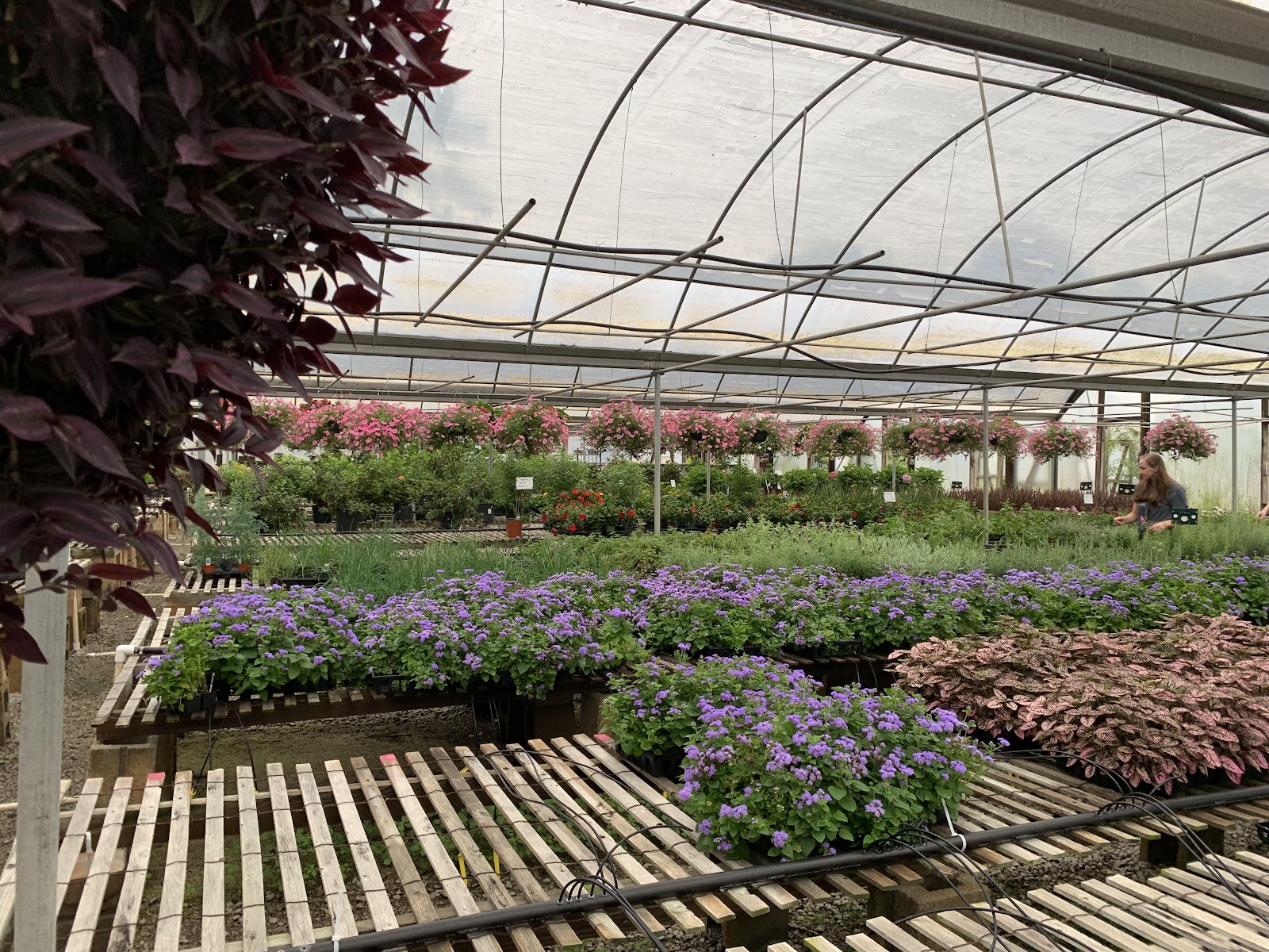 Sanderlin Greenhouses