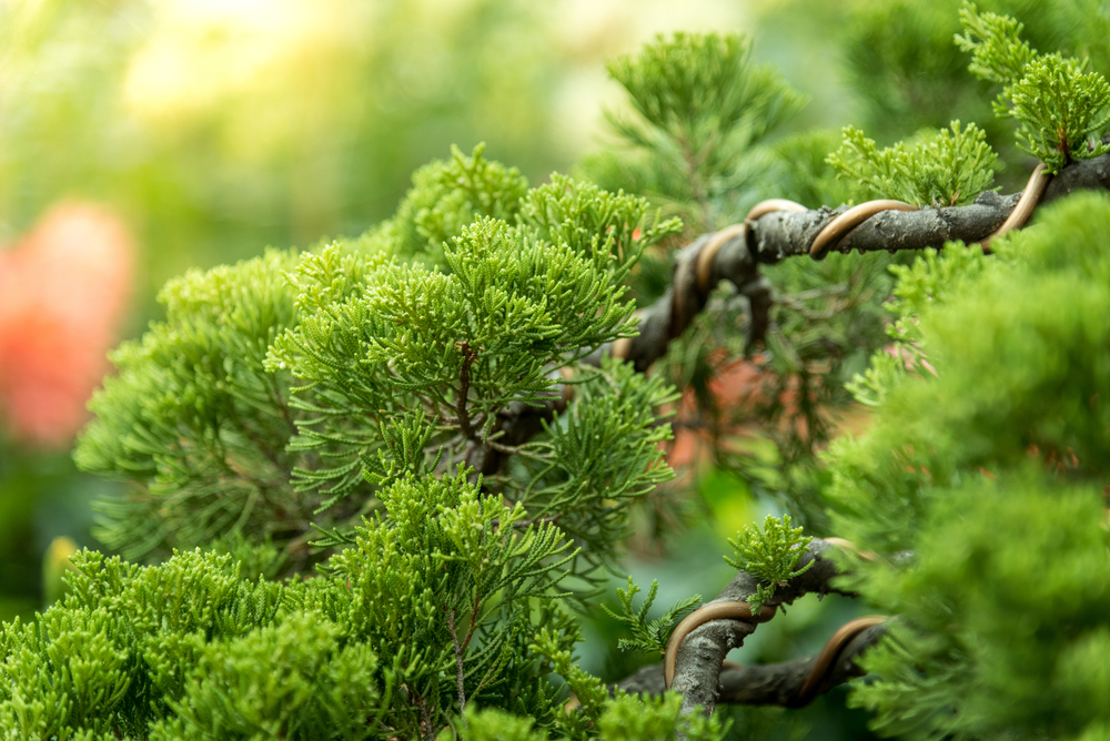 Sanderson Creek Bonsai