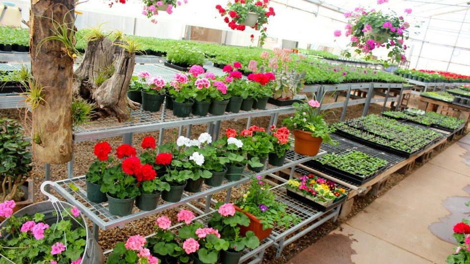 Sandia Nursery