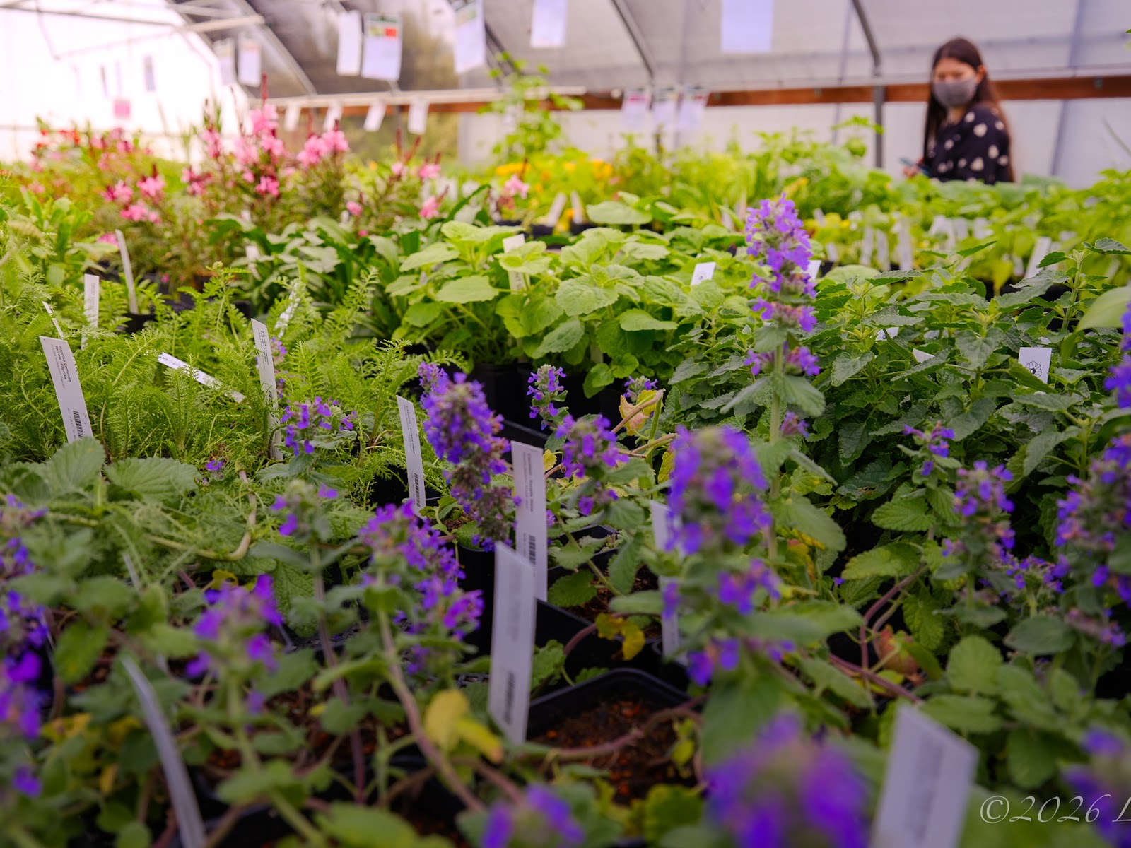 Seasonal Plant Sales - The Gardens At Heather Farm