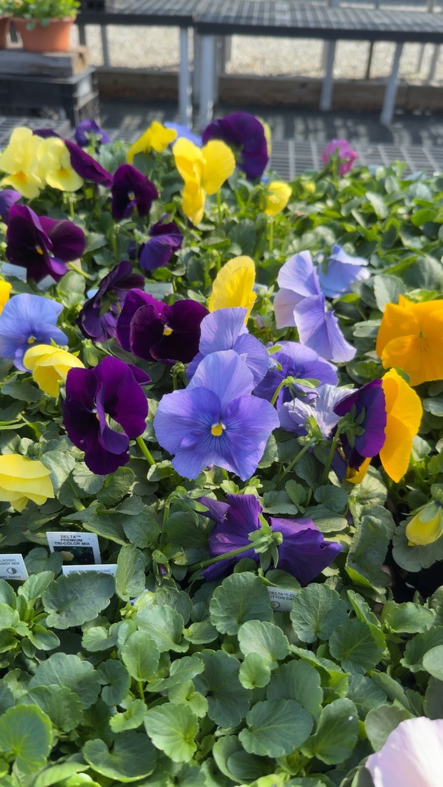 Seasons of New England Gardens & Gifts