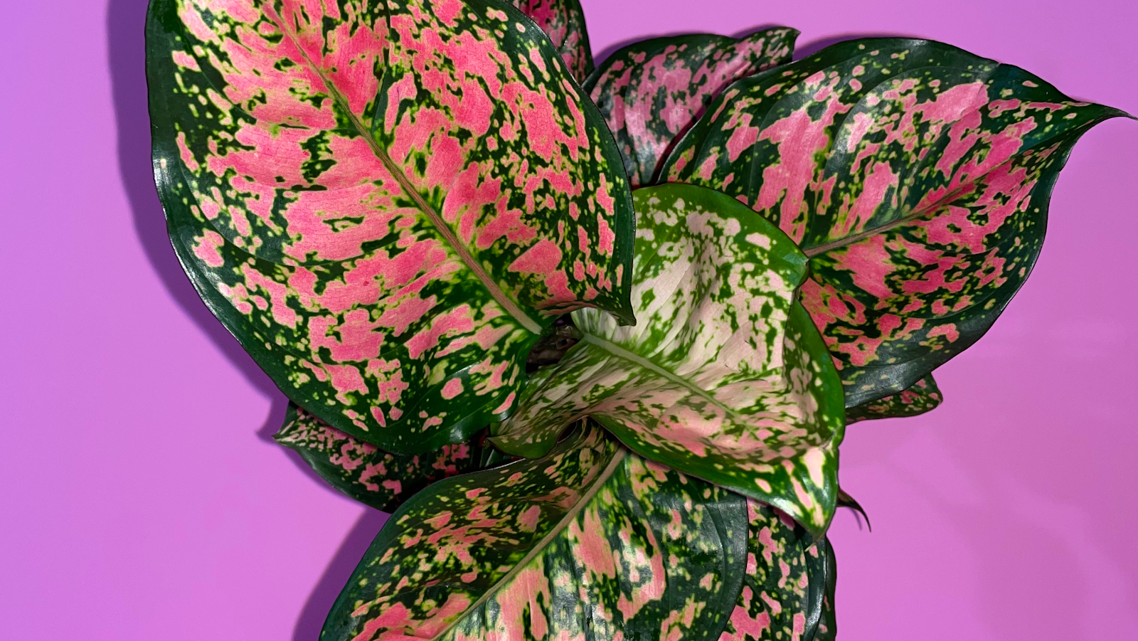 Serenity Plant