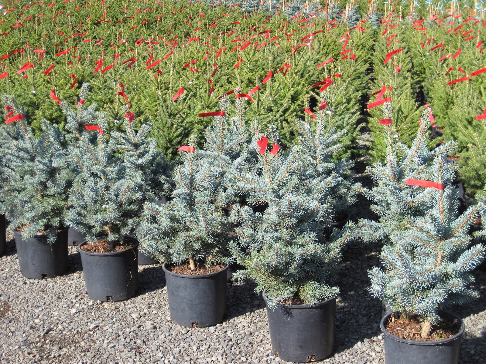 Sester Farms Inc.