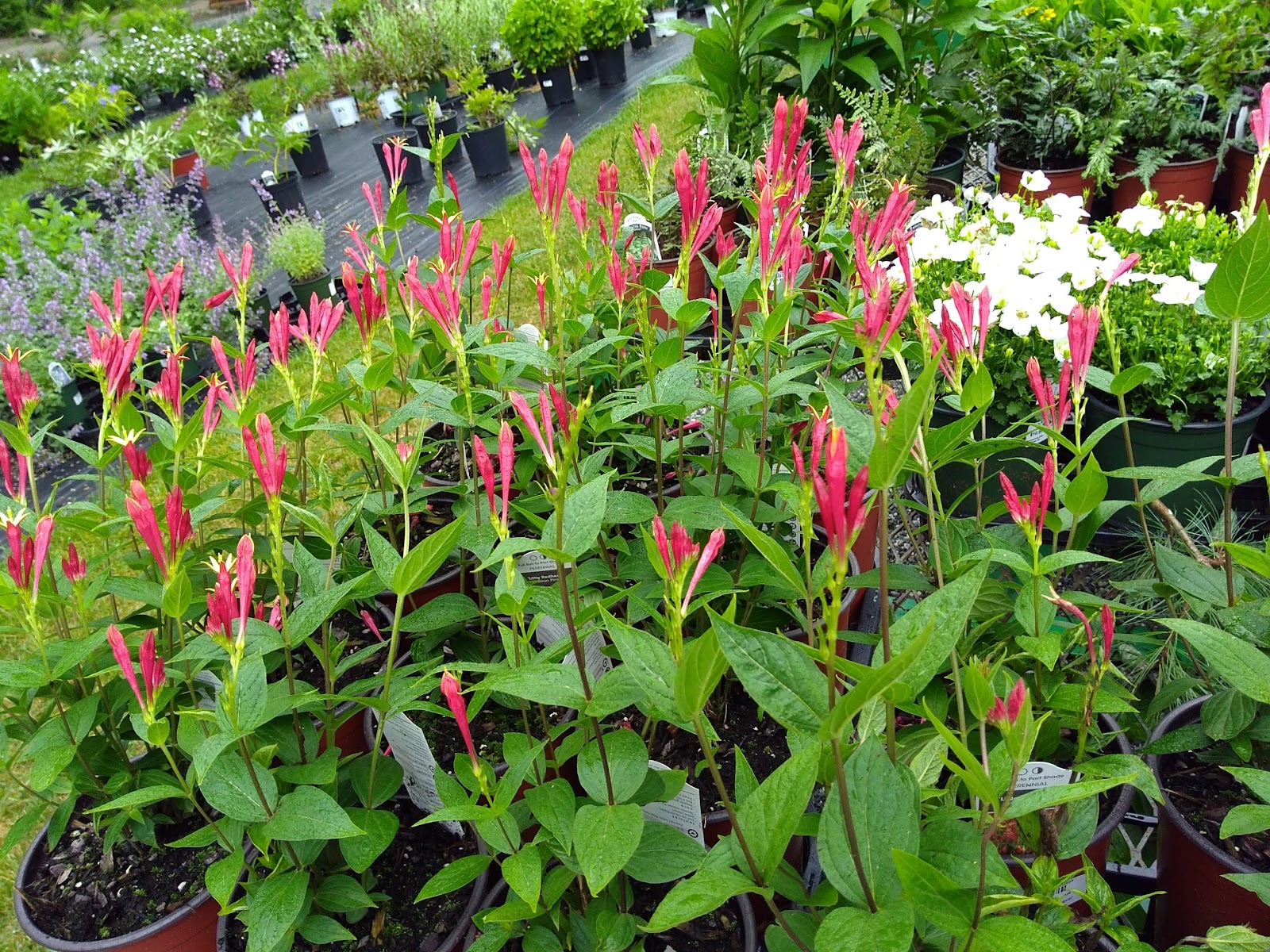 Shady Hill Greenhouse-Nursery