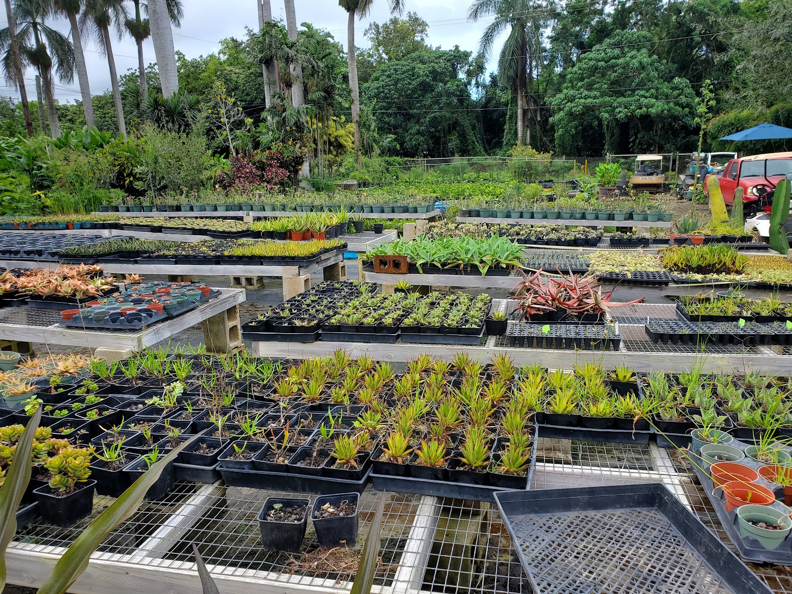 Sharon's Plants
