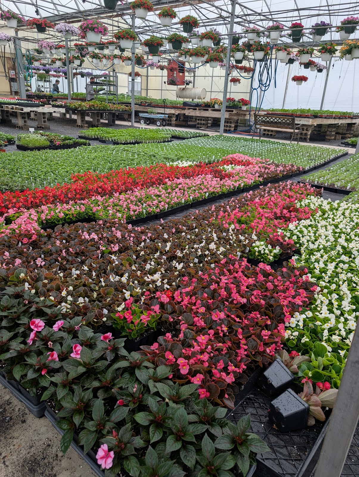 Shenk's Greenhouse