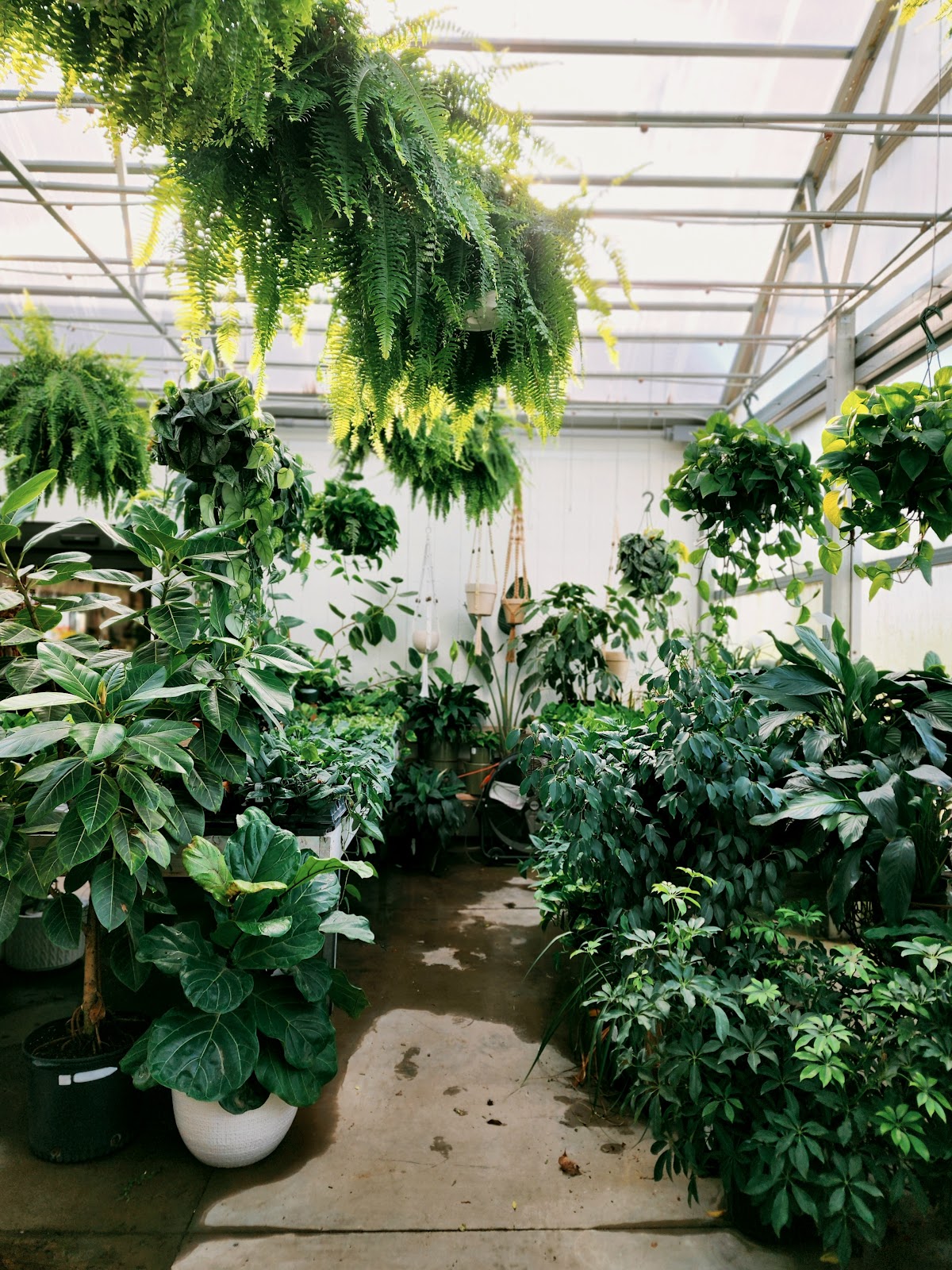 Shirk's Greenhouse