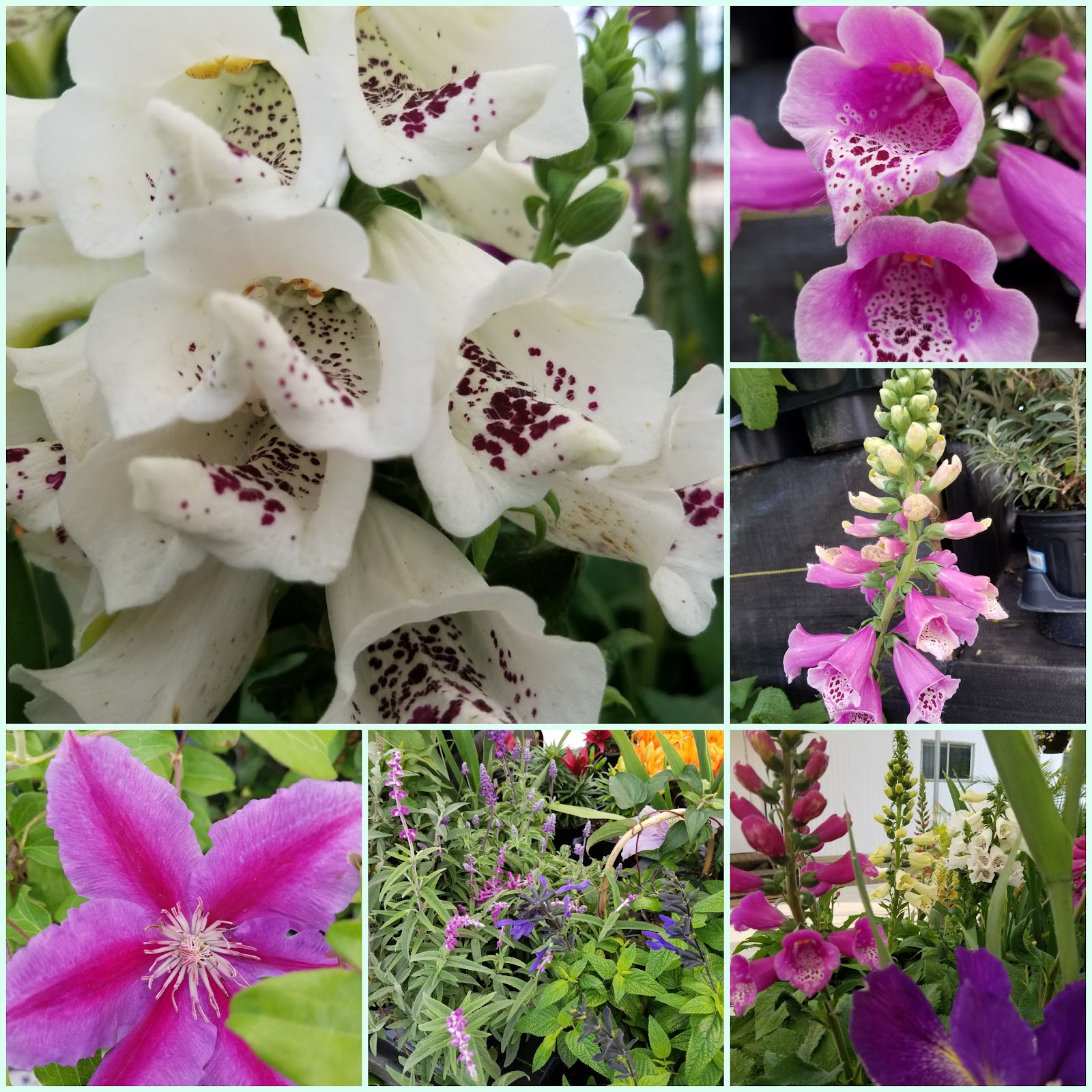 Shore Acres Plant Farm