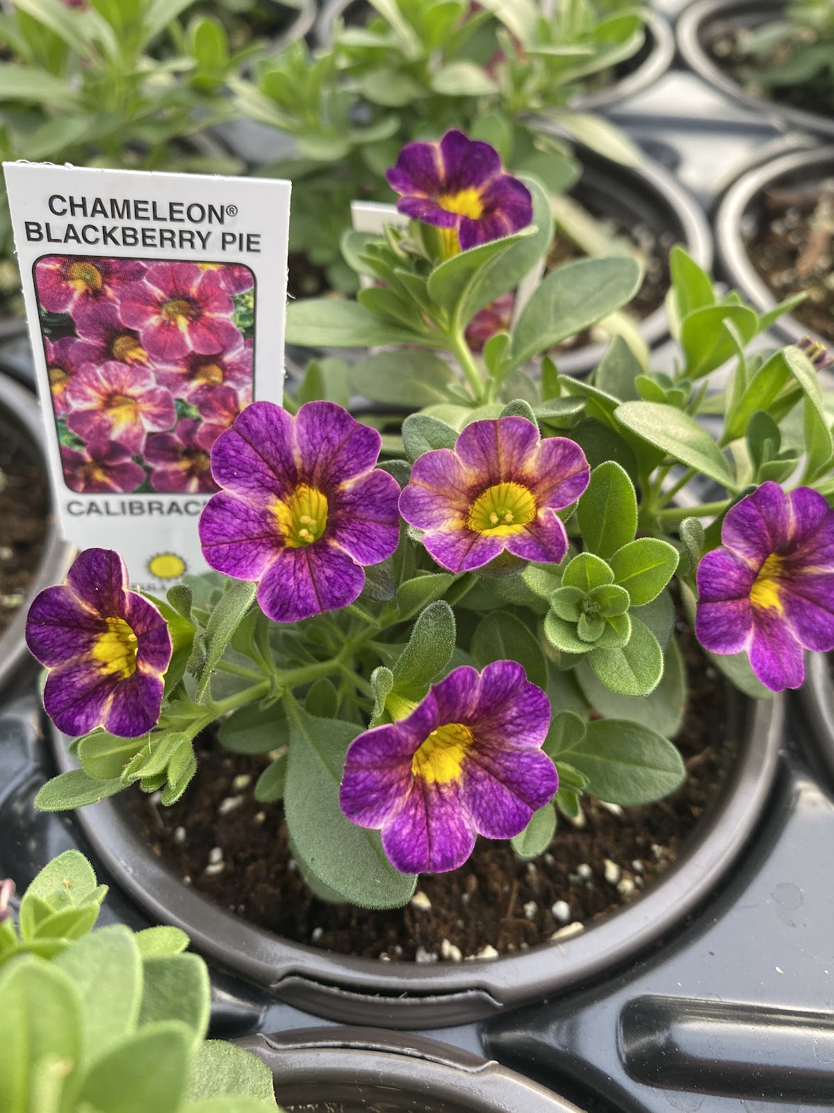 Sizemore Greenhouses llc