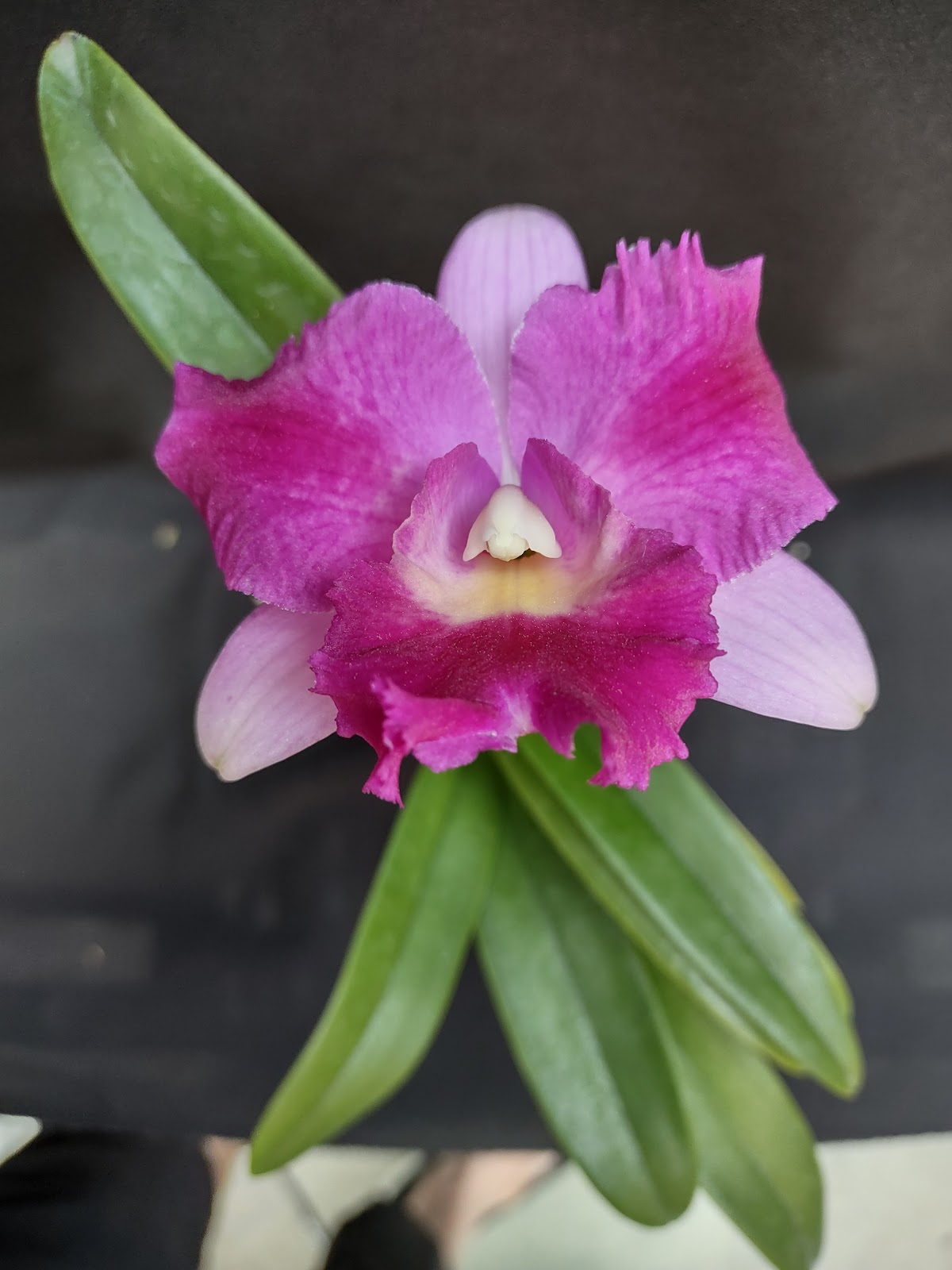 Smithfield Orchid & Nature Co