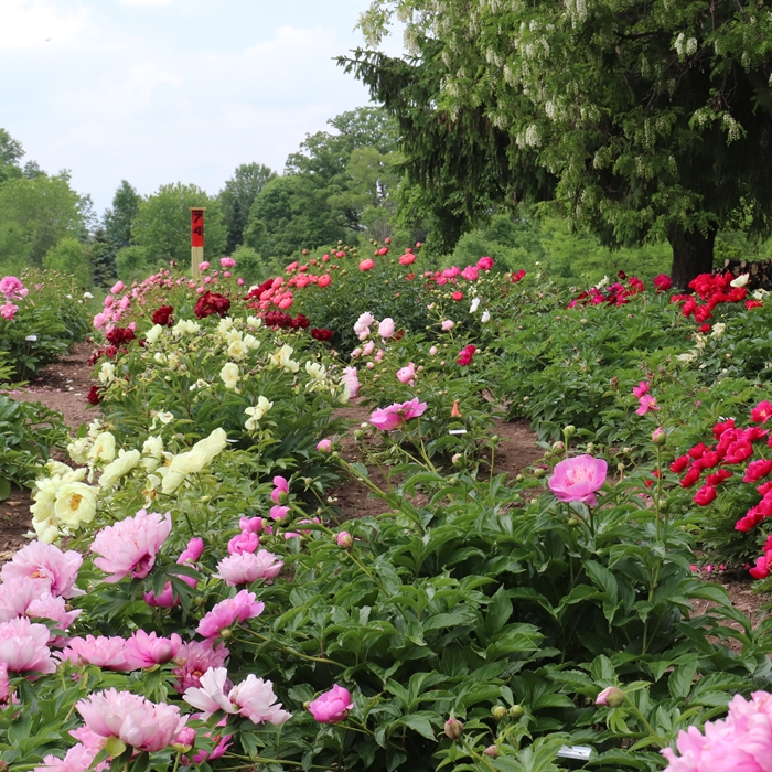 Solaris Farms