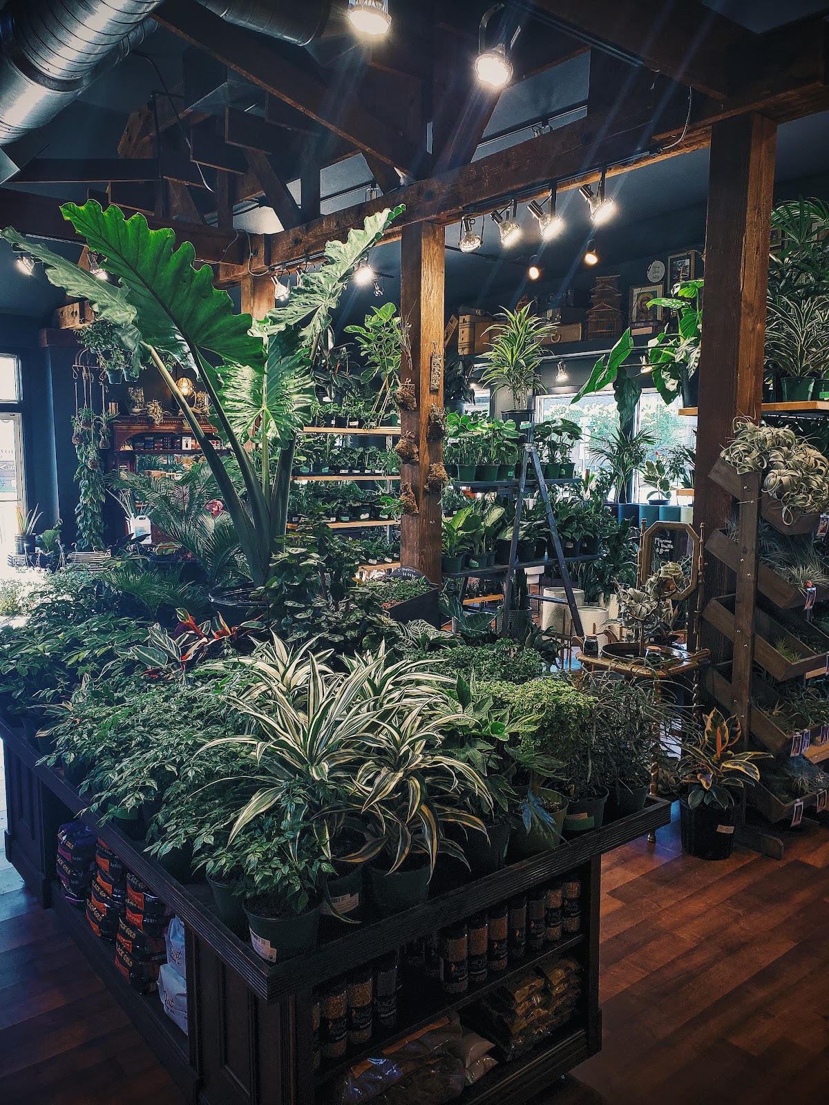 Somewhere That's Green Indoor Plant Shoppe