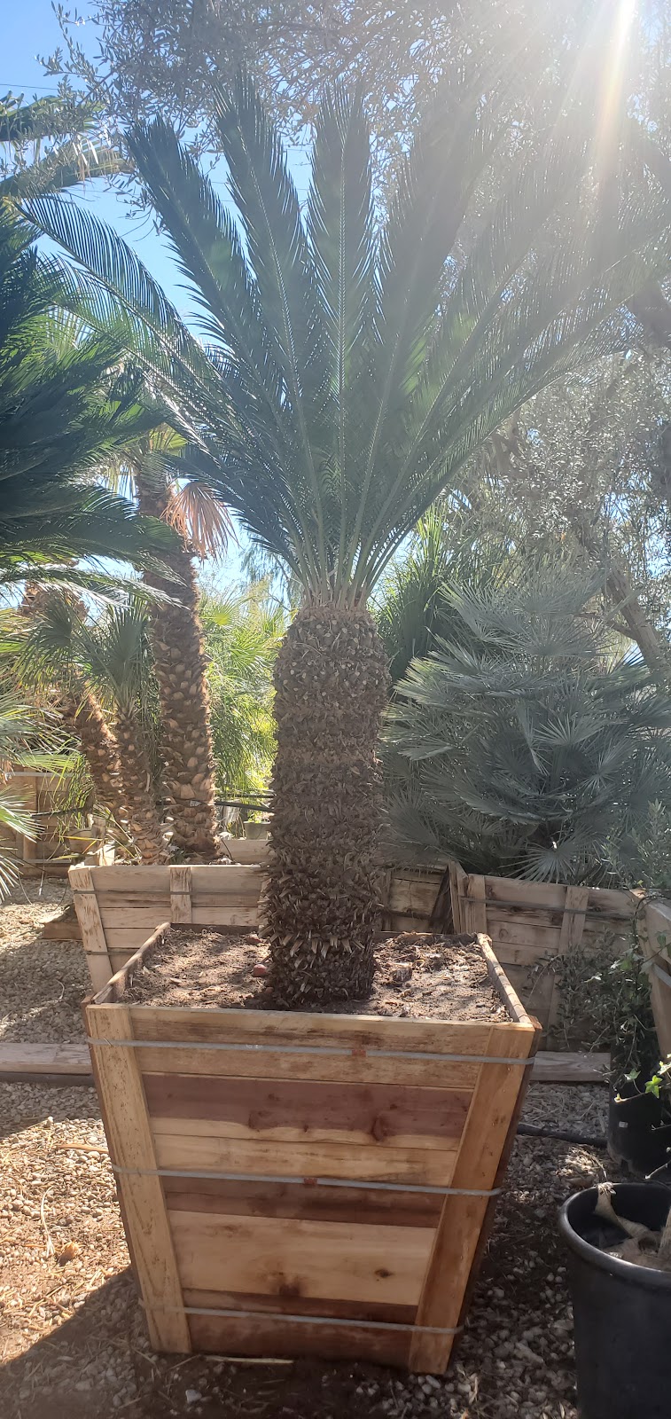 Sonora Gardens Nursery and Landscape Inc.