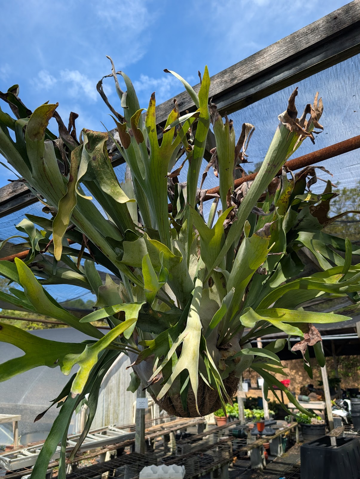 Southerland greenhouse