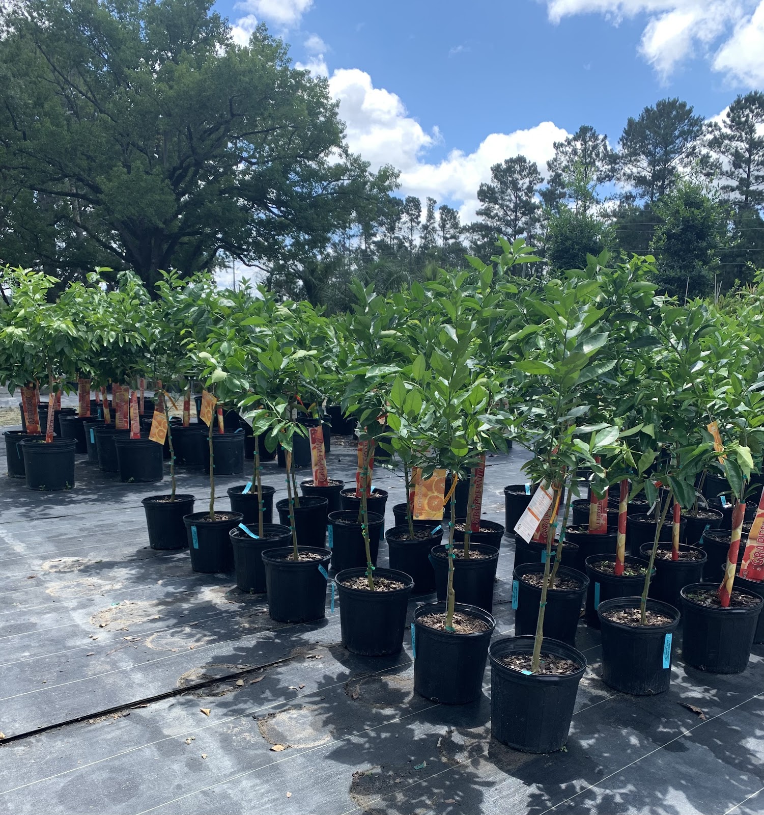 Southern Marsh Nursery Port Wentworth, GA