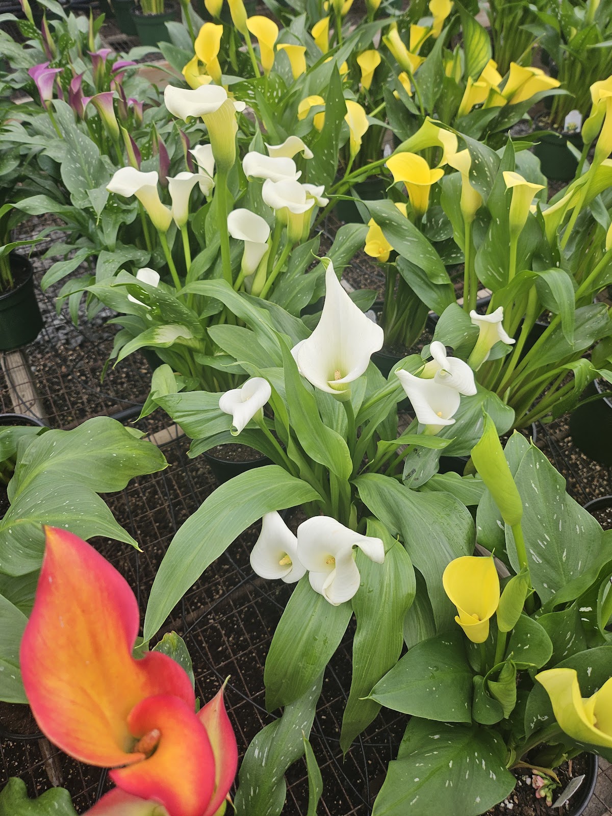 Southland Greenhouse