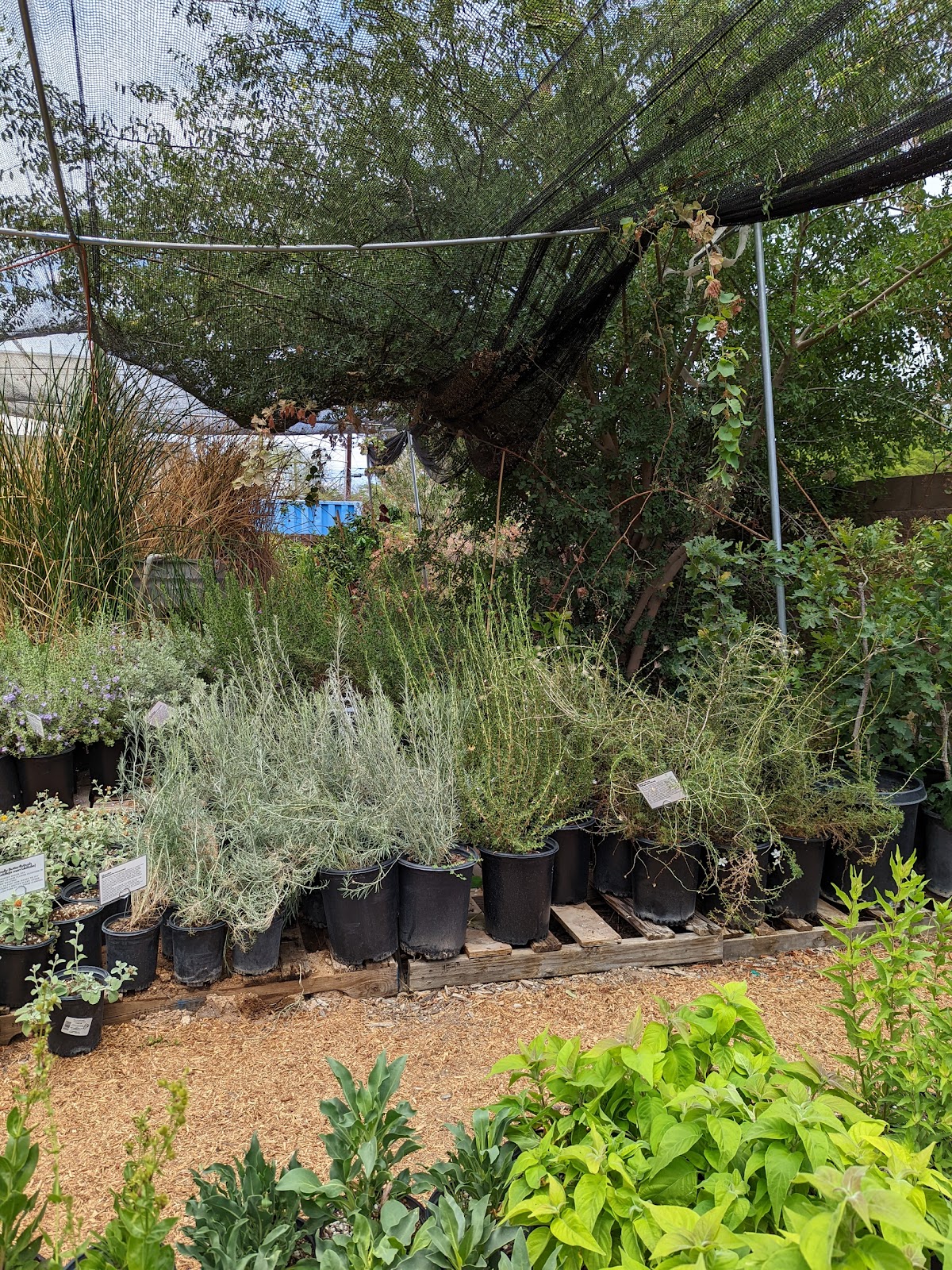 Spadefoot Nursery