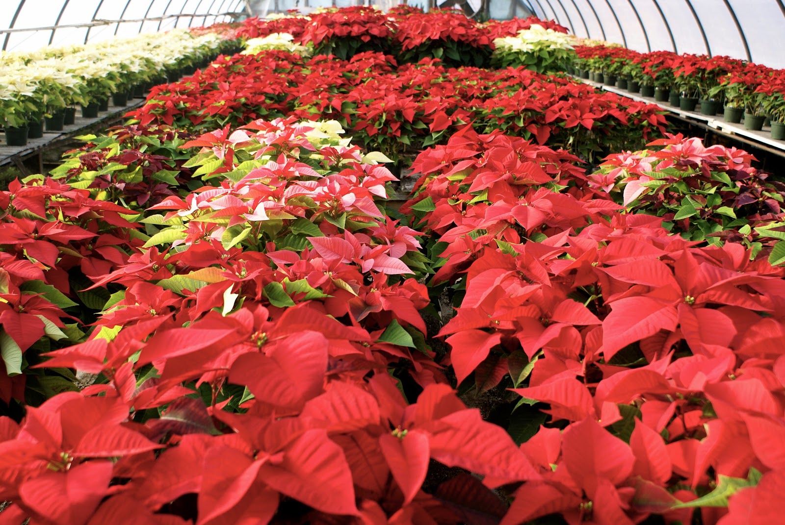 Spring Garden Farms Inc.