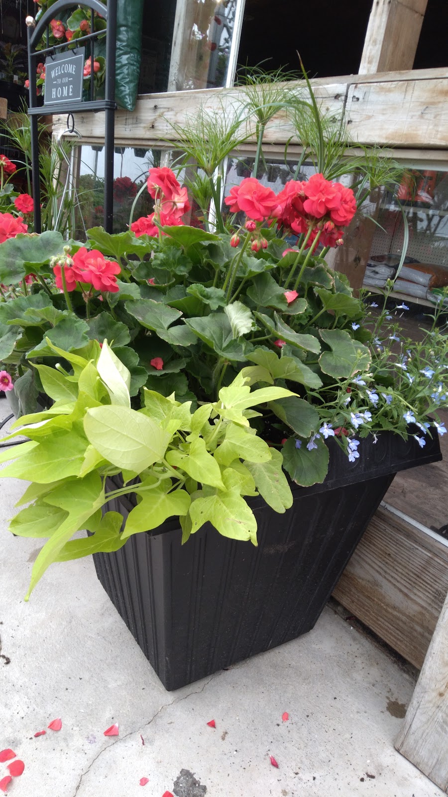 Springfield center greenhouse