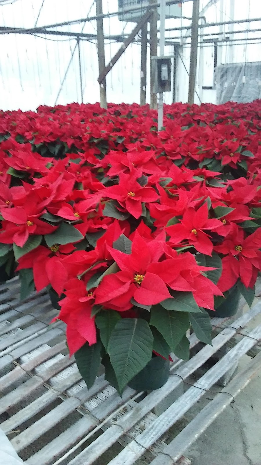 Stadler Greenhouses