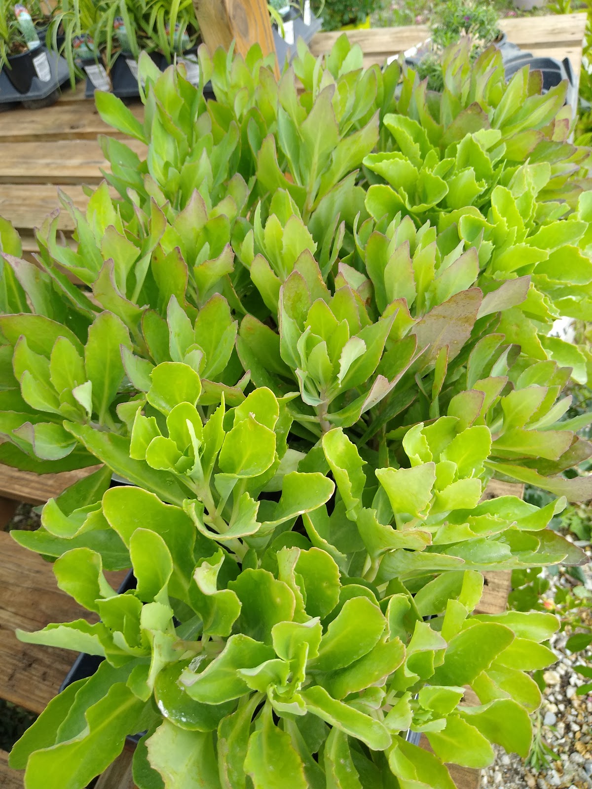 Stanaway Greenhouse & Landscaping Supply