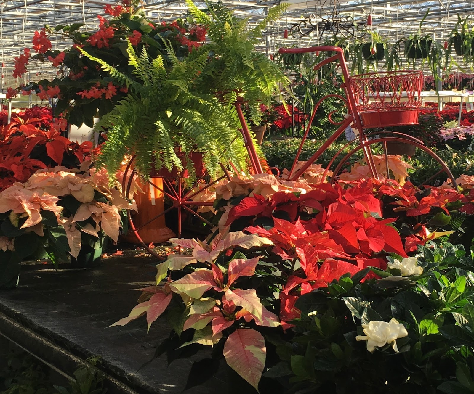 Stanley's Greenhouse