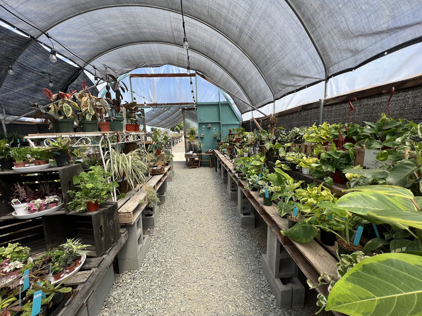Star Succulent Nursery