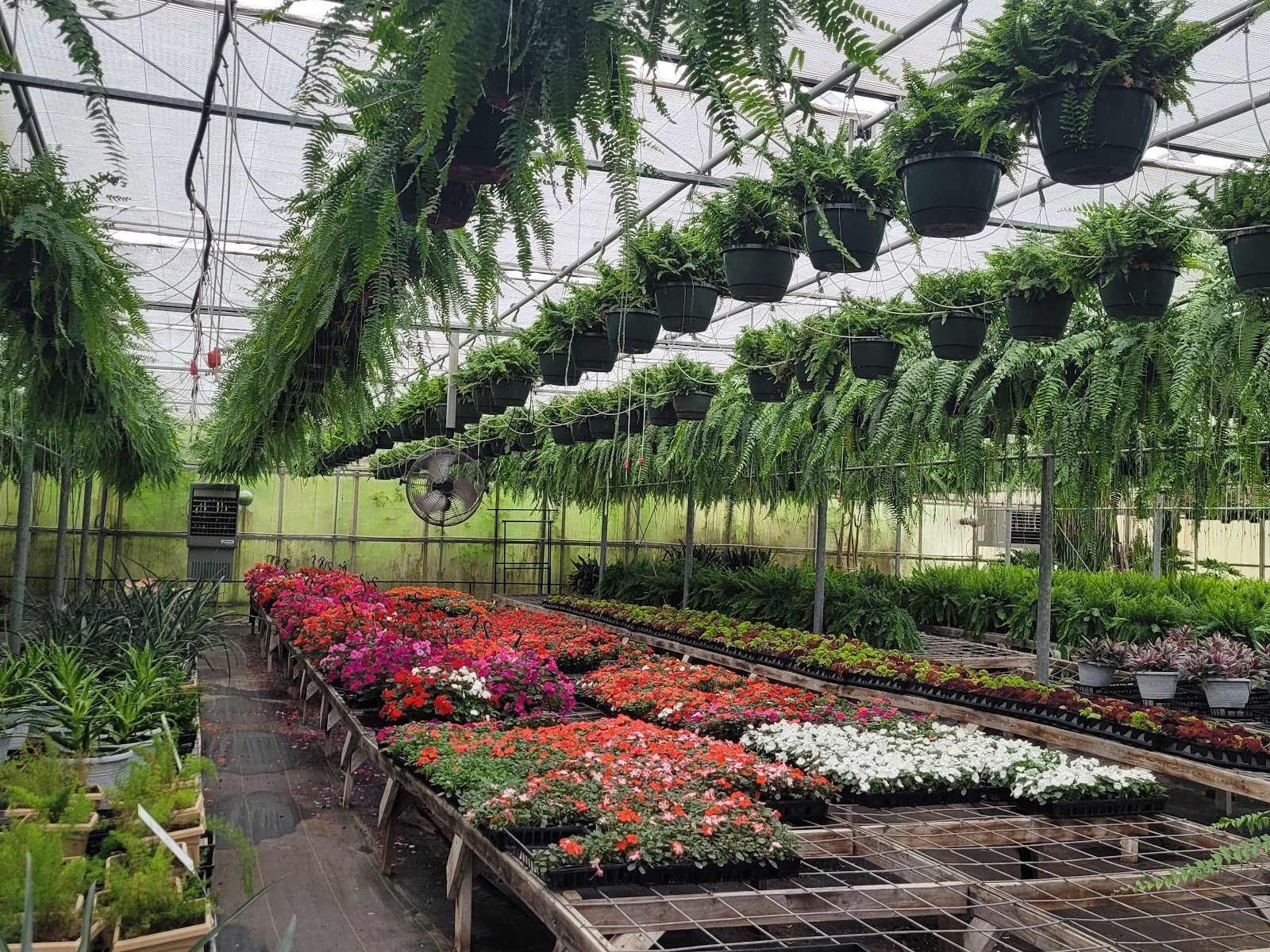 Starview Greenhouses