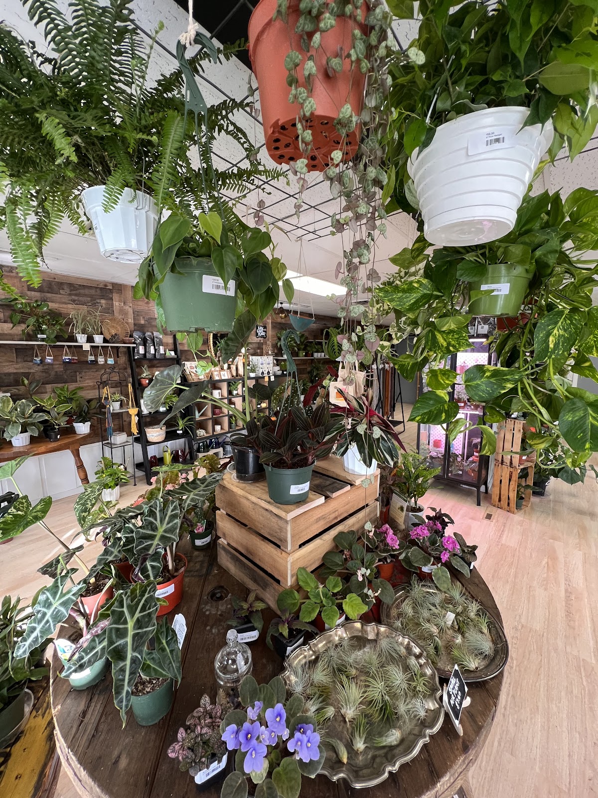 Stem and Roots: House Plant Boutique
