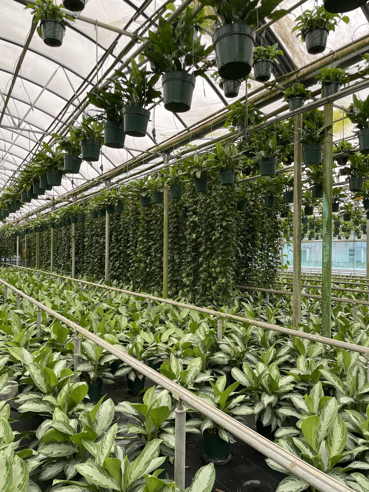 Stewart's Greenhouse
