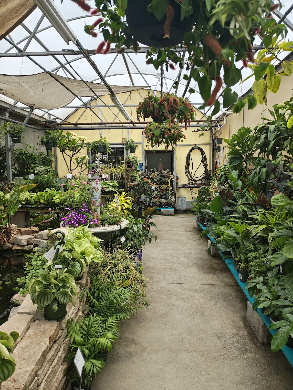 Strader's Greenhouses-Wholesale