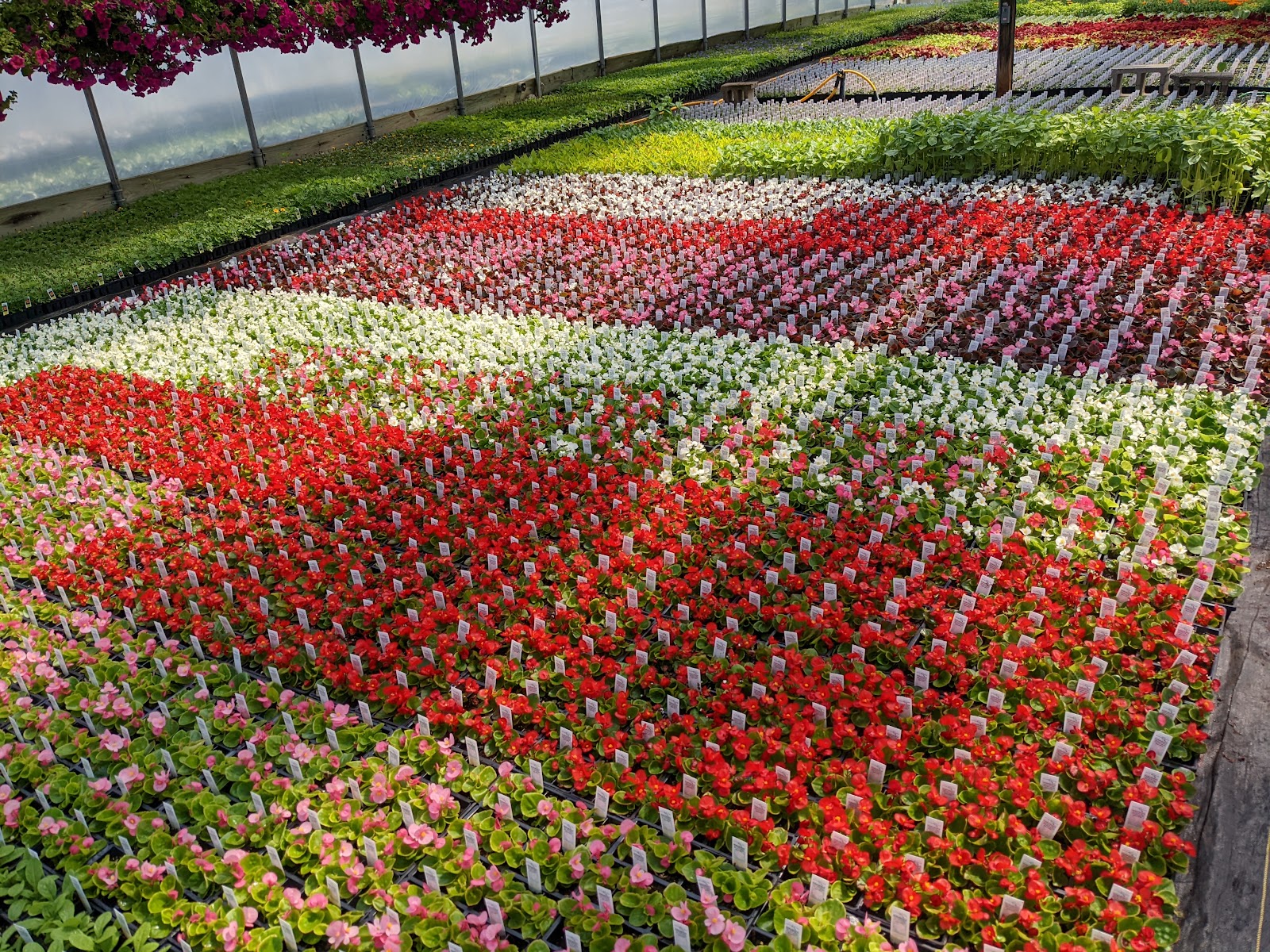 Stro's Greenhouse