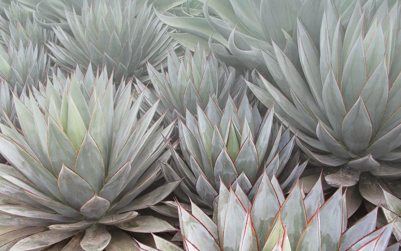 Succulent Gardens