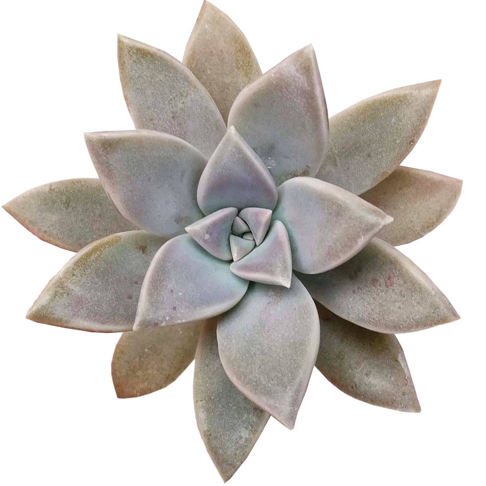 Succulents Box