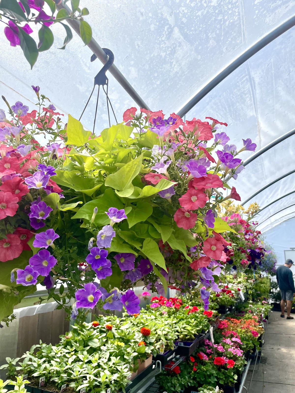 Summerland Gardens
