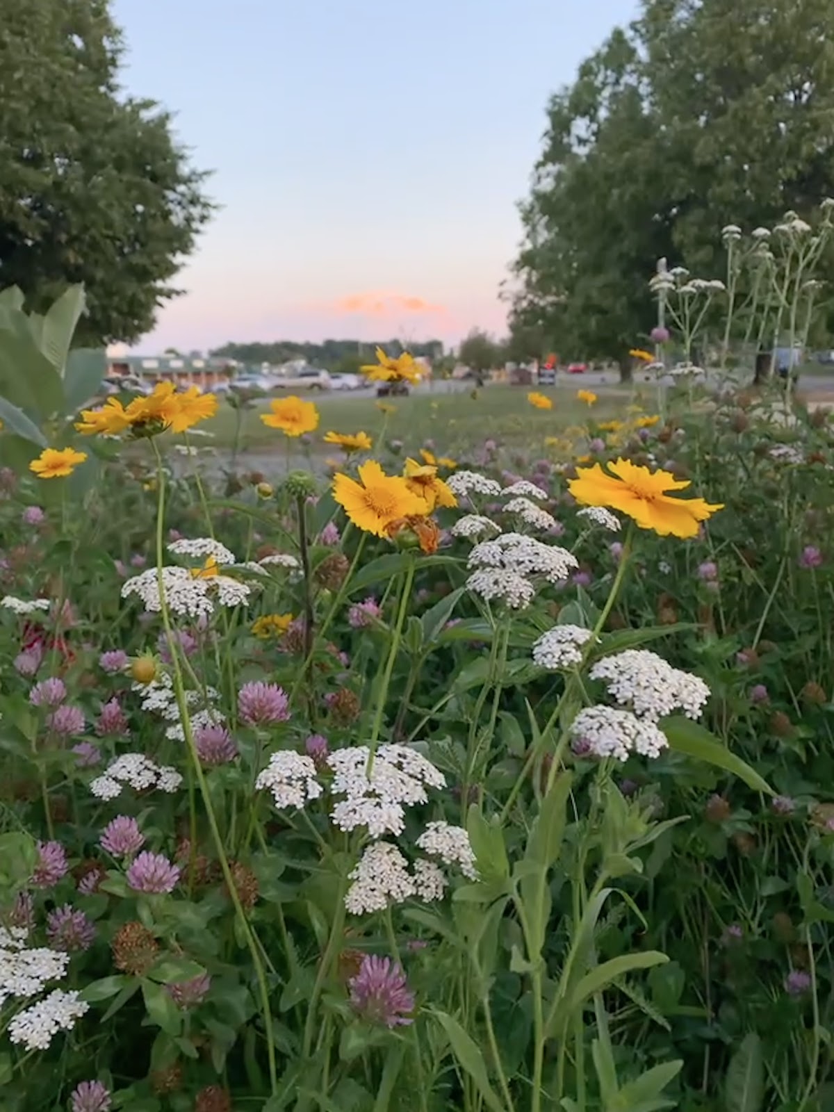 Sun’s Flower Walk