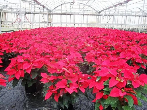 SunBlest Gardens