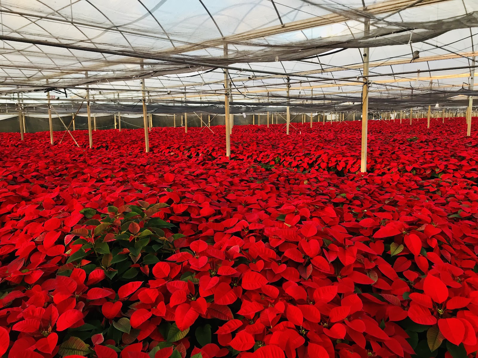 Sundance Growers