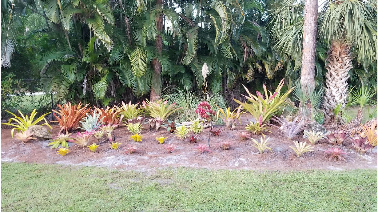 Sundance Orchids & Bromeliads
