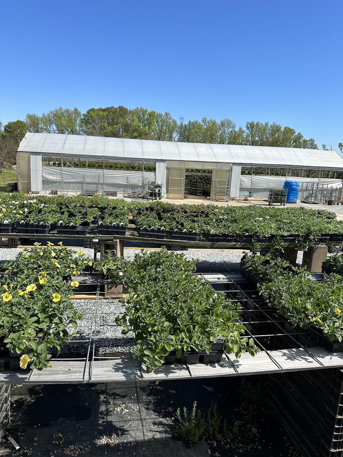 Sunny Hill Greenhouses-Nursery