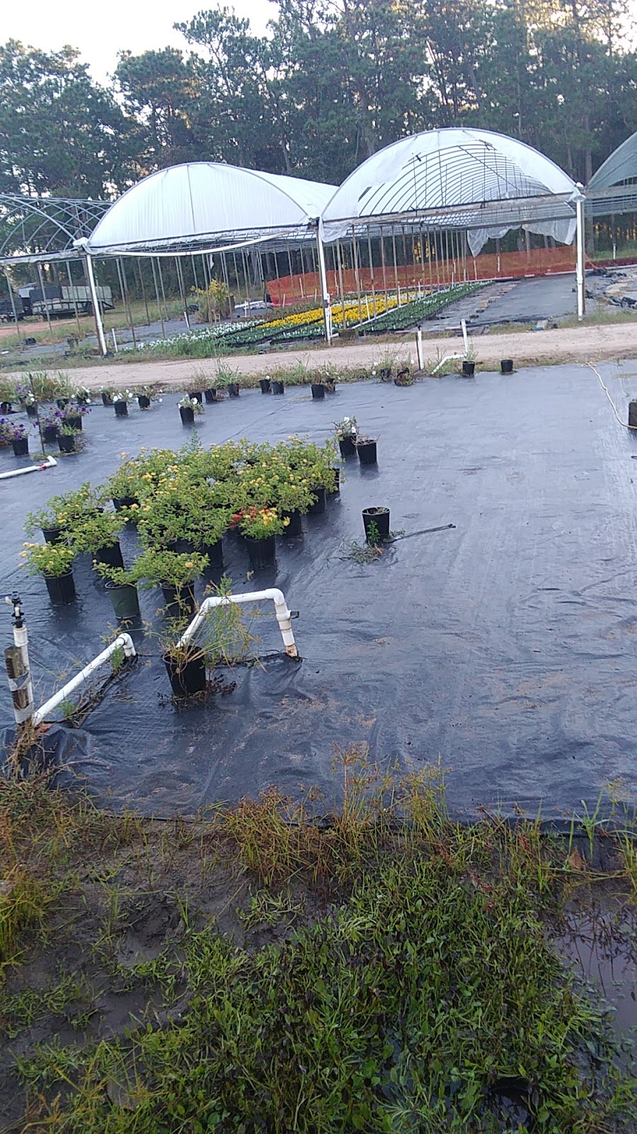 Sunnyland Growers